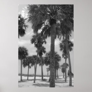 Palm Trees Poster