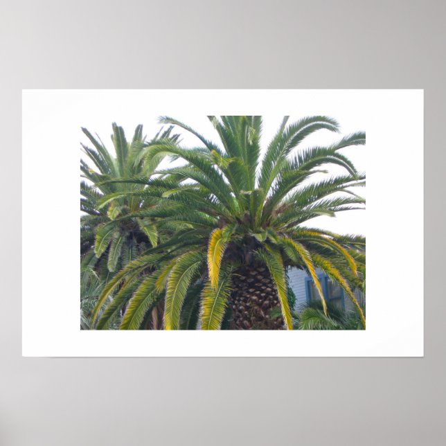 Palm Trees Poster and Print (Front)