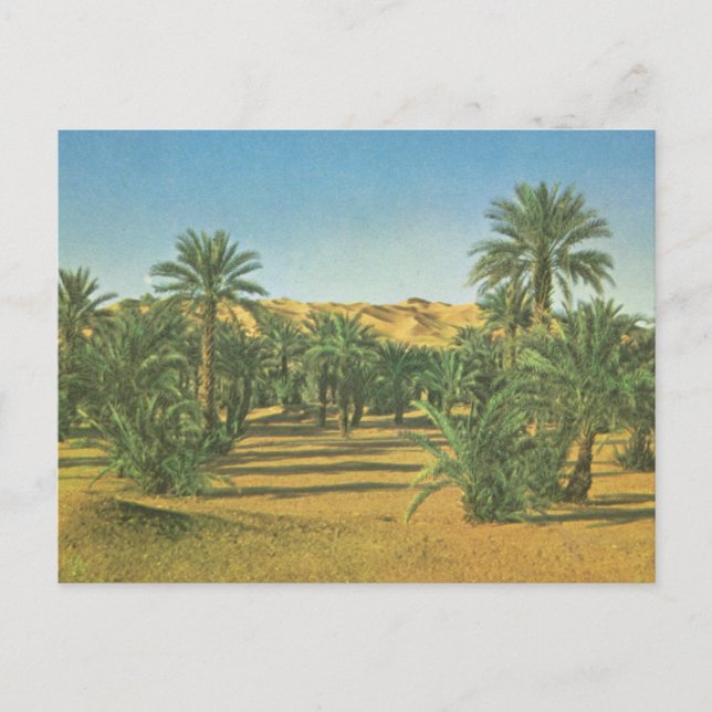 Palm trees, Wadi el Adjal, Libya Postcard (Front)