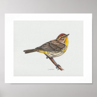 Palm Warbler Art Print
