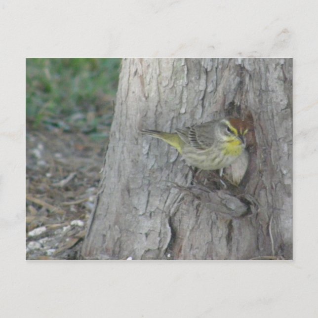 Palm Warbler Postcard (Front)
