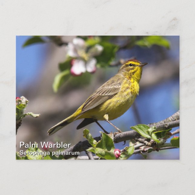 Palm Warbler Postcard (Front)