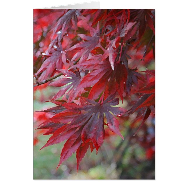 Palmatum 'Trompenburg d'Acer (Devant)