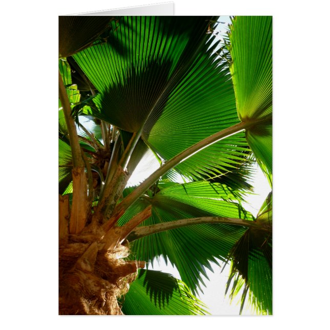 Palme de ventilateur (Devant)