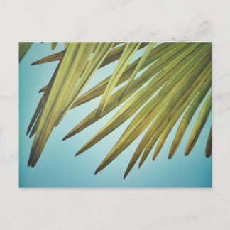 Palmenwedel am Sommerhimmel Postcard