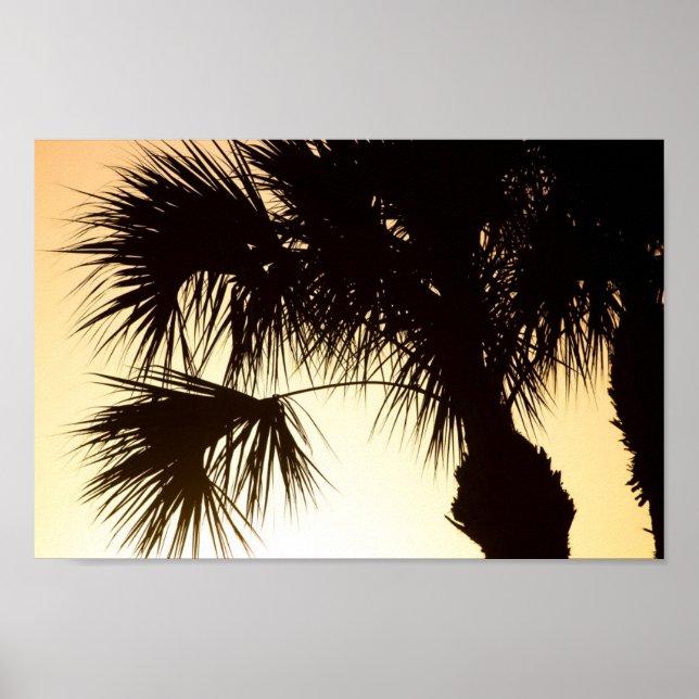 Palmetto tree, sunrise, Florida Poster (Front)