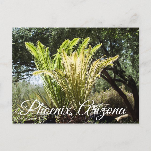 Palmier à contre-jour Phoenix, Arizona carte posta (Devant)
