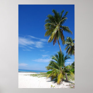 Palmier, Grand Cayman, Impression en toile