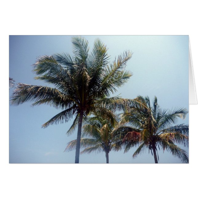 palmiers (Devant horizontal)
