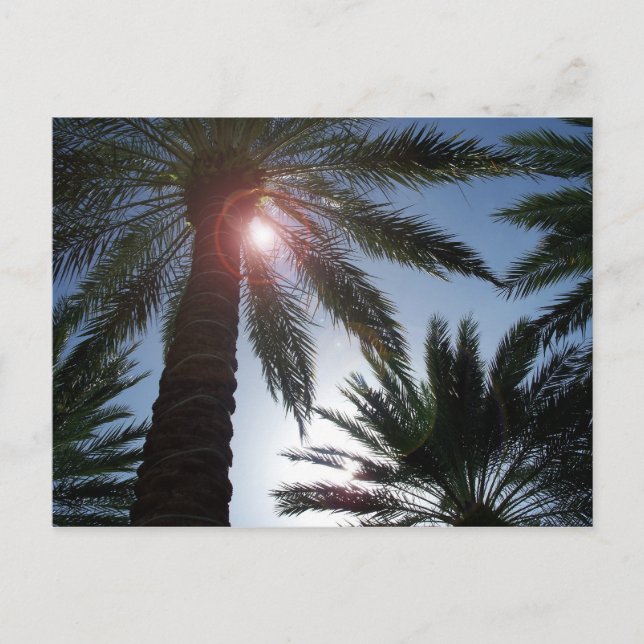 Palmiers de Floride dans la carte Sun Post (Devant)
