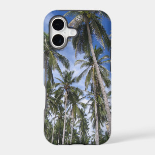 Palmiers tropicaux