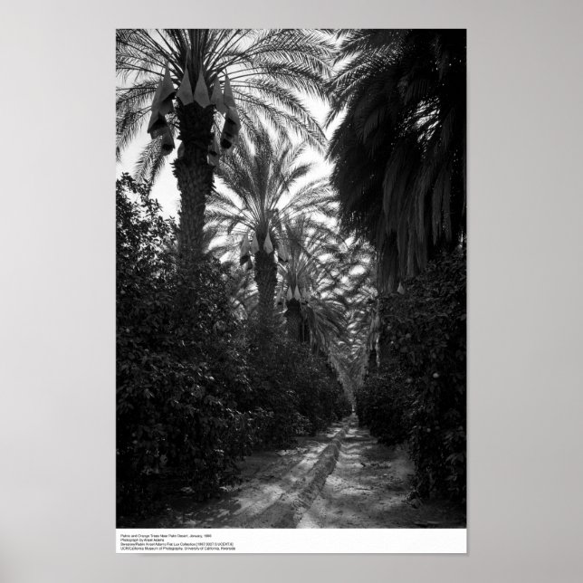 Palms and Orange Trees Near Desert, 1966 Poster (Front)