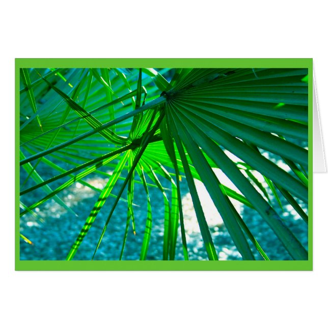 Palms de Floride (Devant Horizontal)