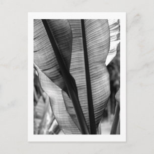 Palms in Black and White Postcard