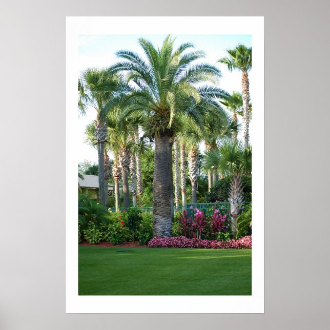 Palms of Florida Poster (Front)