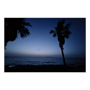 Palmtree night poster