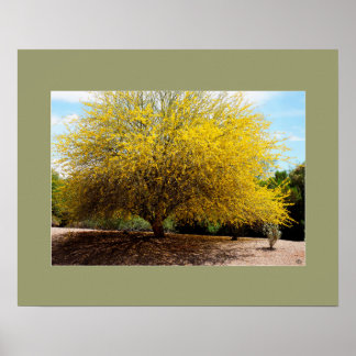 Palo Verde Tree print
