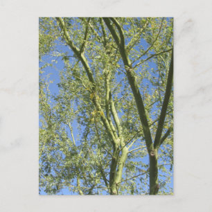 Palo Verde Trees Postcard