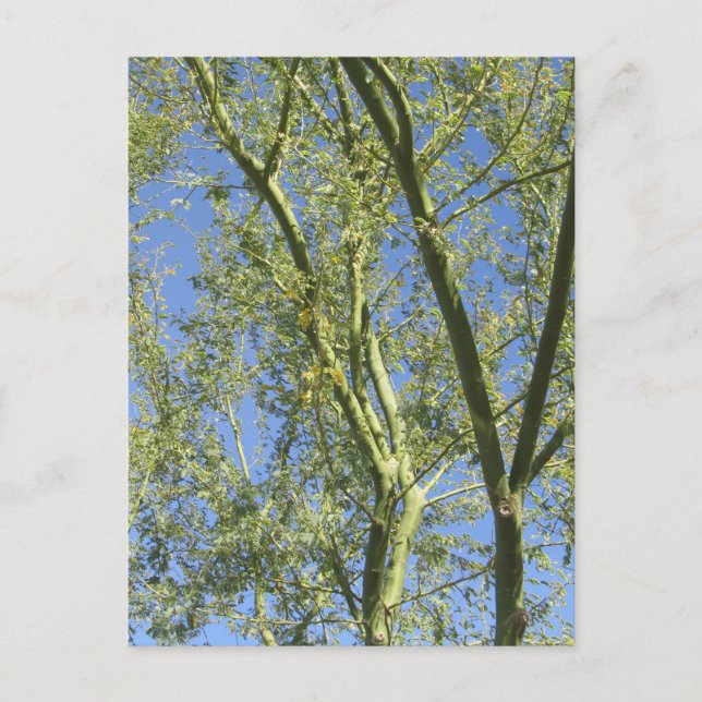 Palo Verde Trees Postcard (Front)