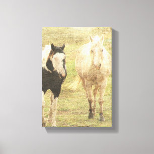Palomino and Pinto Canvas Print