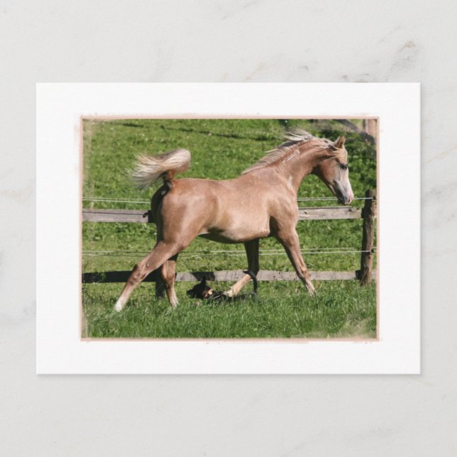 Palomino Arabian Postcard (Front)