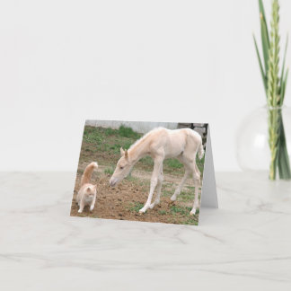Palomino Baby Horse with Barn Cat Card
