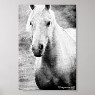 Palomino Black and White Faux Canvas Poster