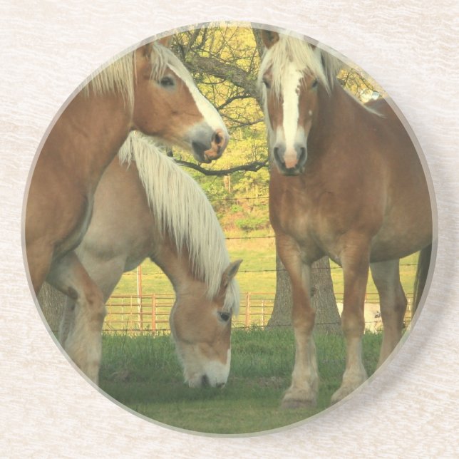 Palomino Draught   Horses Coaster (Front)