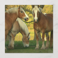 Palomino Draught Horses Invitation