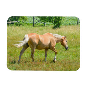 Palomino Farm Horse Magnet