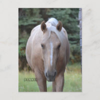 Palomino Gelding Banner Post card
