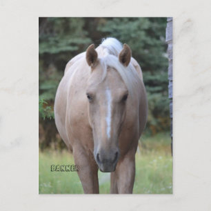 Palomino Gelding Banner Post card