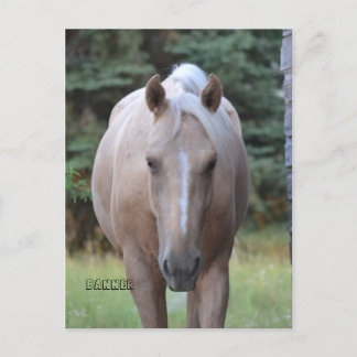 Palomino Gelding Banner  Post card