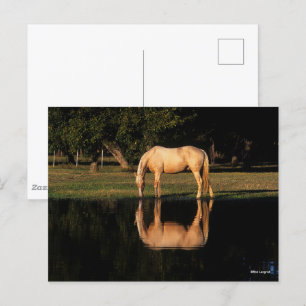 Palomino Grazing By Lake With Reflection Postcard