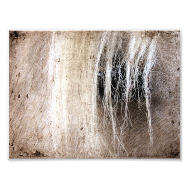 Palomino Grunge Photo Print (Front)