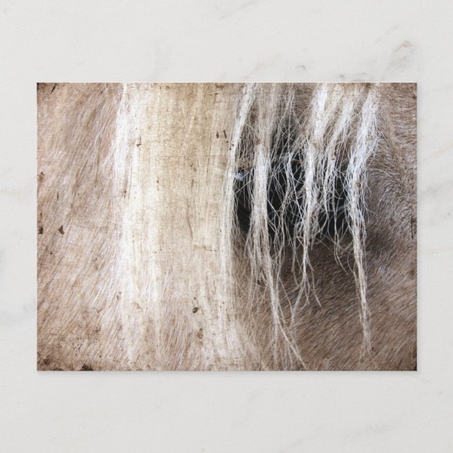 Palomino Grunge Postcard (Front)