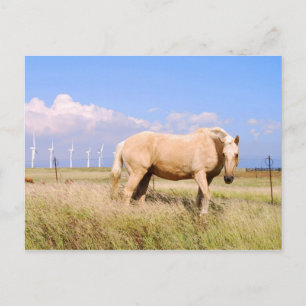 Palomino Horloge Avec Windmills Carte Postale