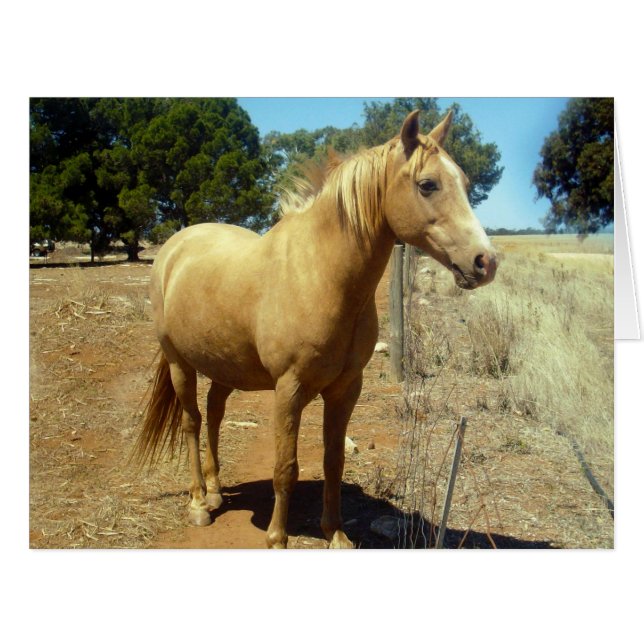 Palomino Horse Beauty, (Devant horizontal)