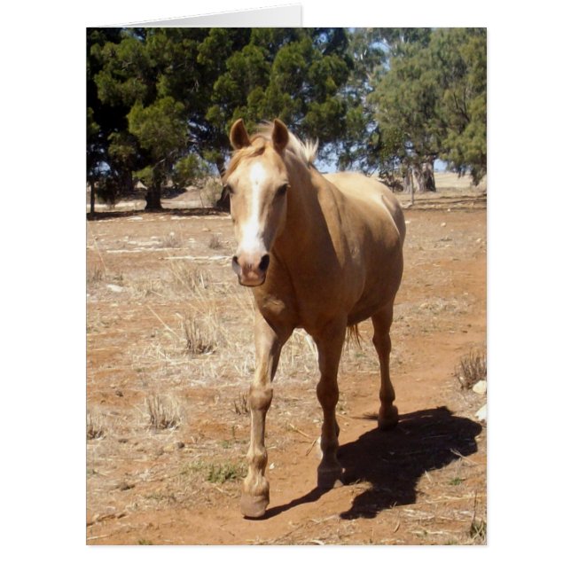 Palomino Horse Beauty, (Devant)