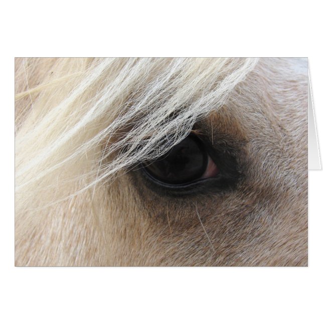 Palomino Horse Eye (Front Horizontal)