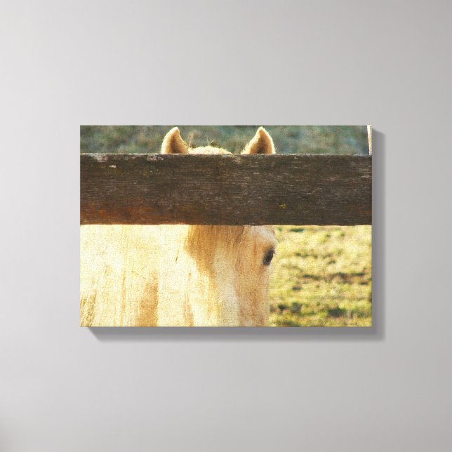 Palomino Horse Peeking Though The Fence Canvas Print (Front)