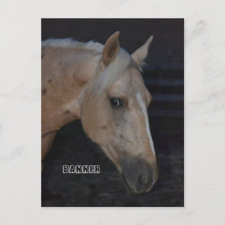 Palomino horse post card of horse named Banner