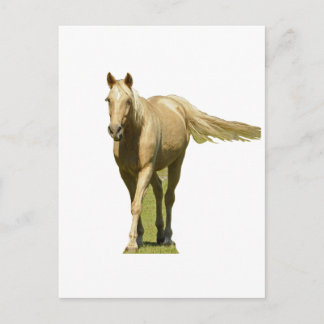 Palomino Horse Postcard