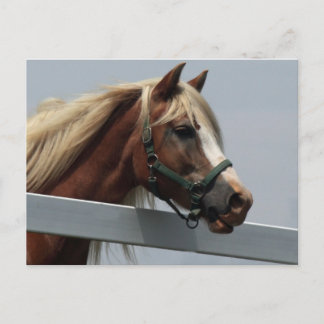 Palomino Horse Postcard