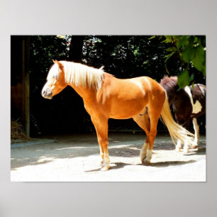 Palomino horse poster