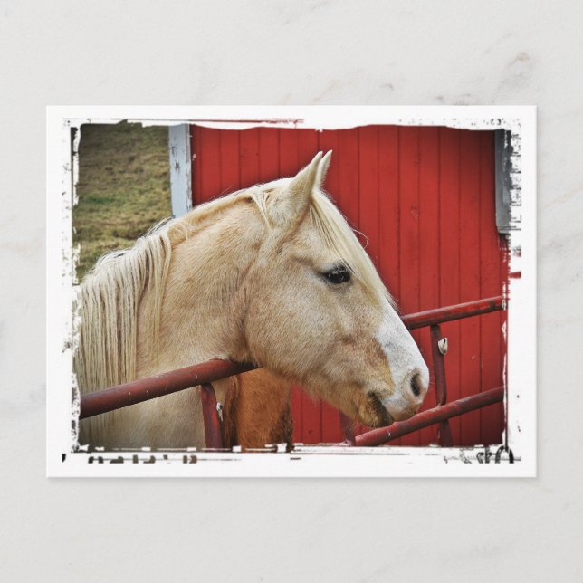 Palomino Horse Red Barn Red Gate White Border Postcard (Front)