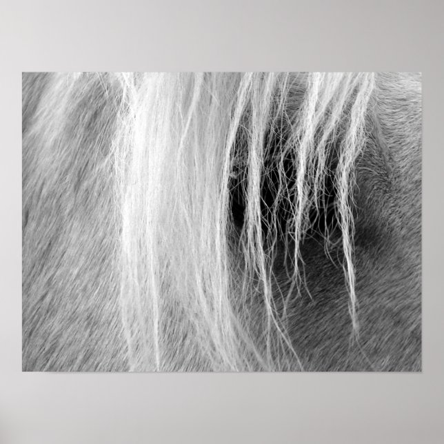 Palomino In Black and White Poster (Front)