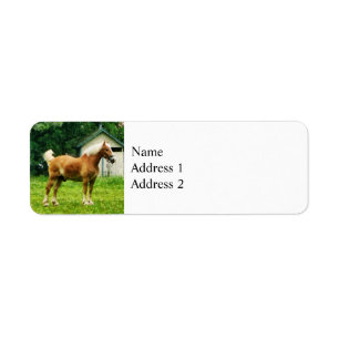 Palomino in Pasture