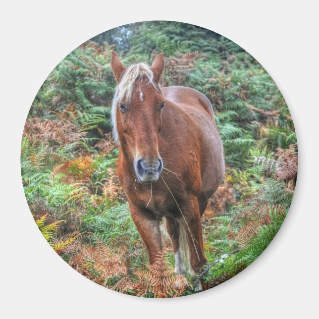 Palomino New Forest Pony Horse-lover's Gift Magnet (Front)