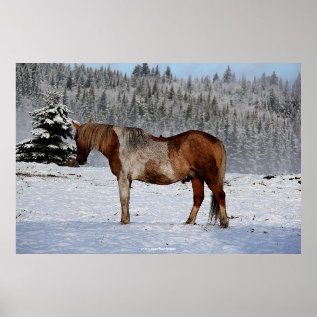 Palomino Paint Horse and Snow Equine Photo Poster (Front)